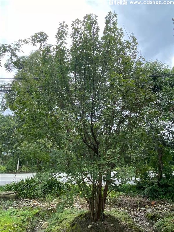 丛生元宝枫图片 丛生元宝枫图片