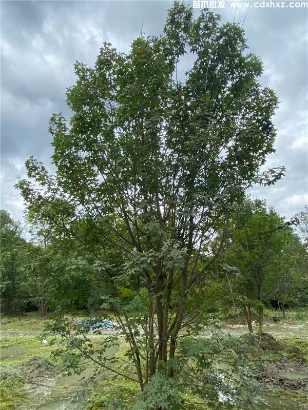 丛生元宝枫图片 丛生元宝枫图片