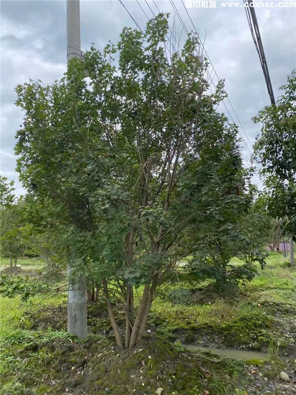 丛生元宝枫图片 丛生元宝枫图片