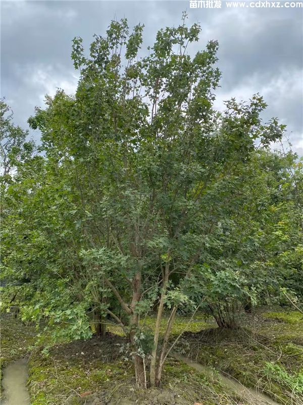 丛生元宝枫图片 丛生元宝枫图片