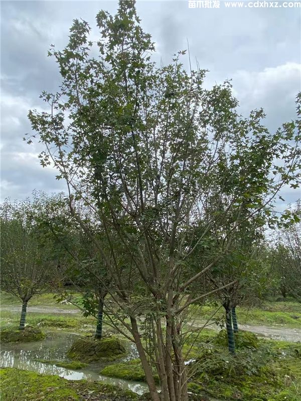 丛生元宝枫图片 丛生元宝枫图片