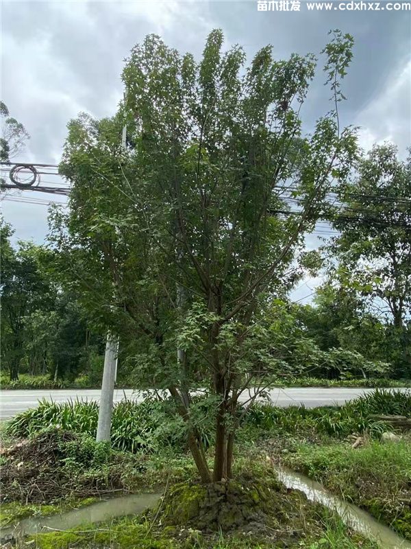 丛生元宝枫图片 丛生元宝枫图片