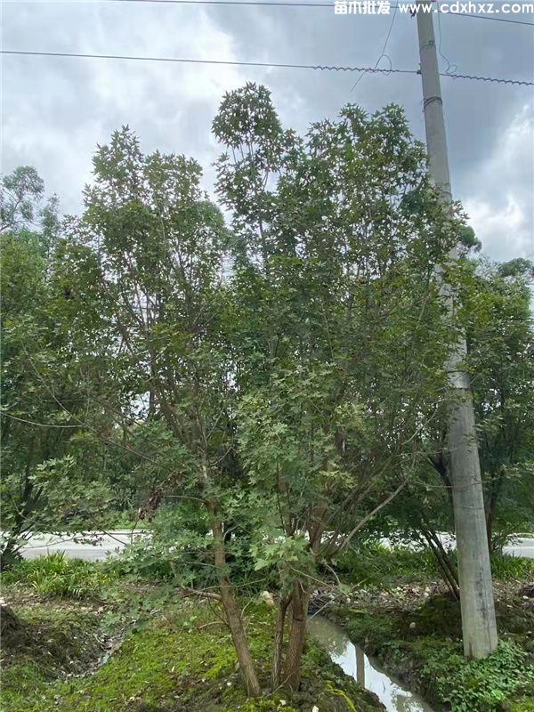 丛生元宝枫图片 丛生元宝枫图片