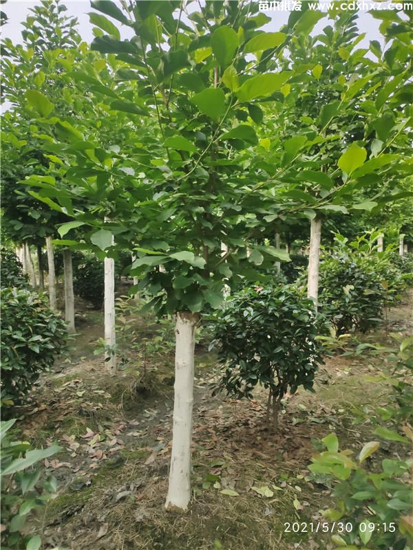 广玉兰图片 广玉兰图片