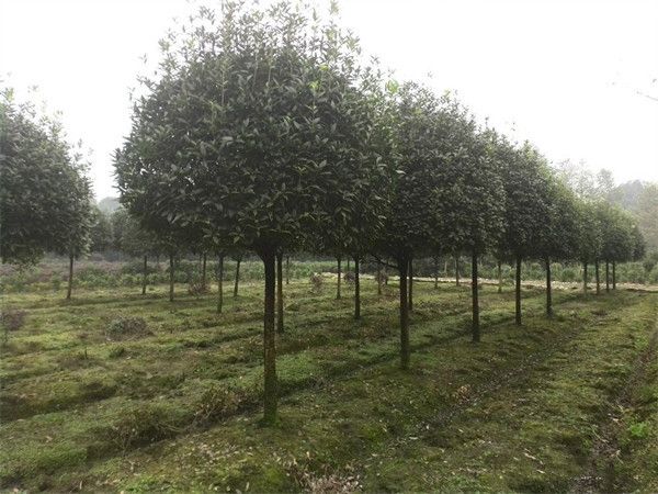 贵州哪里有桂花树卖?批发价格多少钱? 贵州哪里有桂花树卖?批发价格多少钱?