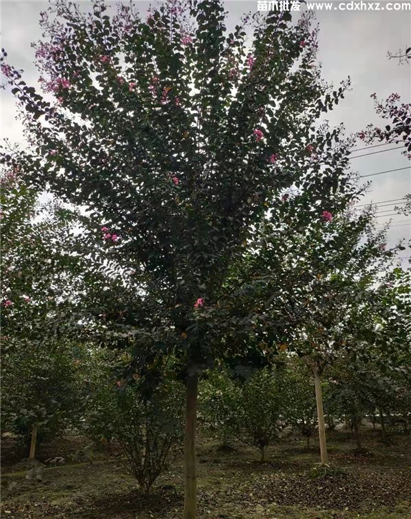 大红紫薇基地实拍图片 大红紫薇基地实拍图片