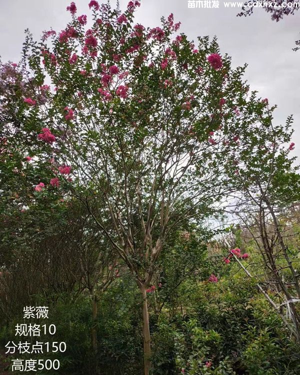 大红紫薇基地实拍图片 大红紫薇基地实拍图片