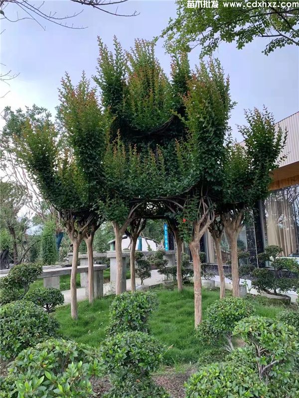 大红紫薇基地实拍图片 大红紫薇基地实拍图片