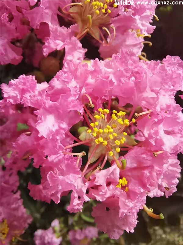 大红紫薇基地实拍图片 大红紫薇基地实拍图片