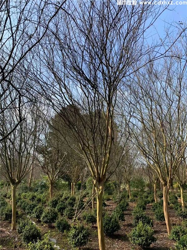 大红紫薇基地实拍图片 大红紫薇基地实拍图片