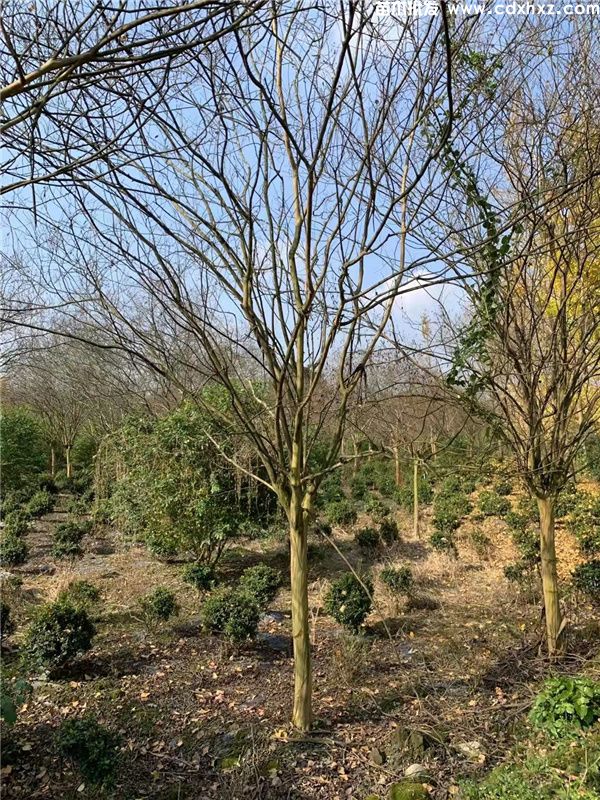 大红紫薇基地实拍图片 大红紫薇基地实拍图片