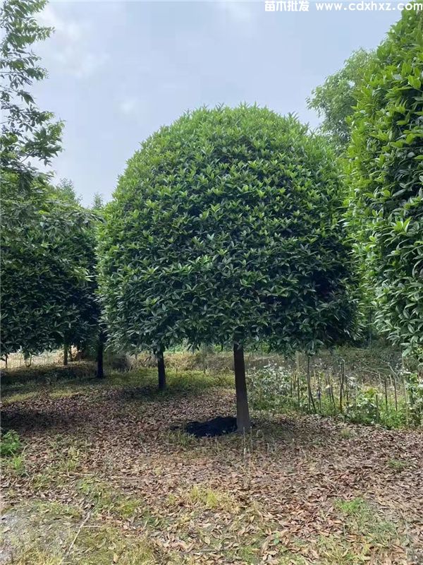 桂花树图片 桂花树图片