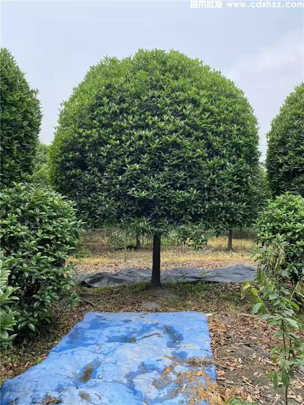 桂花树图片 桂花树图片