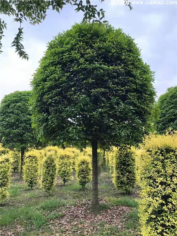 桂花树图片 桂花树图片