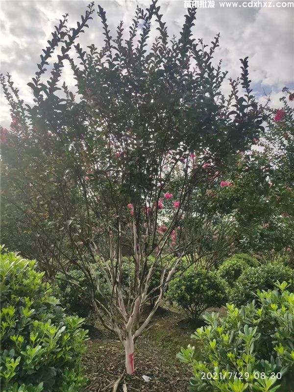 丛生紫薇图片 丛生紫薇图片