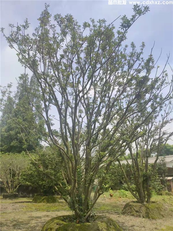 丛生紫薇图片 丛生紫薇图片