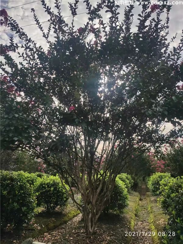 丛生紫薇图片 丛生紫薇图片