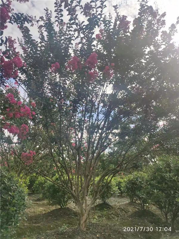 丛生紫薇图片 丛生紫薇图片