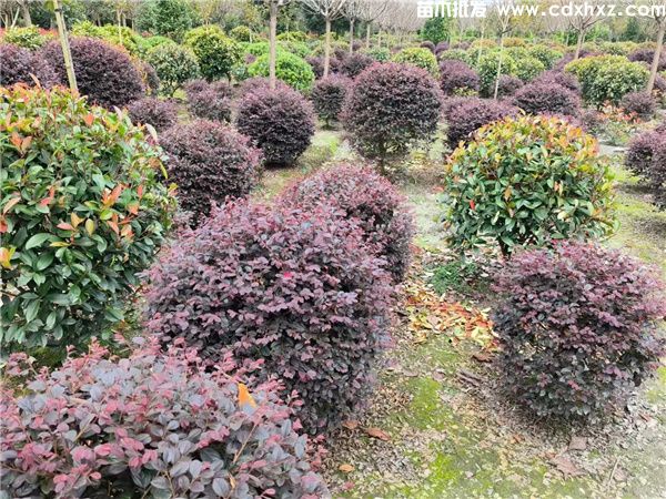 红继木图片 红继木图片