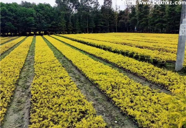 黄色的灌木有哪些? 黄色的灌木有哪些?