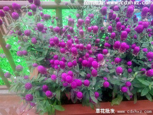 千日红图片 千日红图片