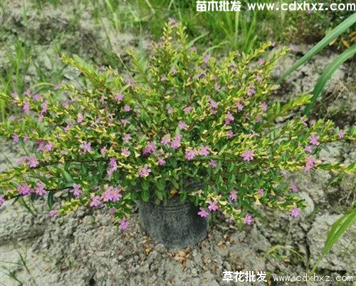 满天星图片 满天星图片