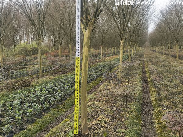 高杆紫薇图片 高杆紫薇图片