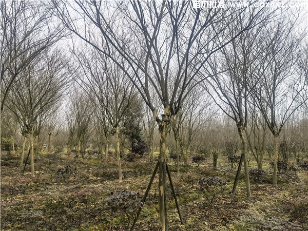高杆紫薇图片 高杆紫薇图片