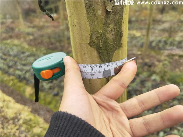 高杆紫薇图片 高杆紫薇图片