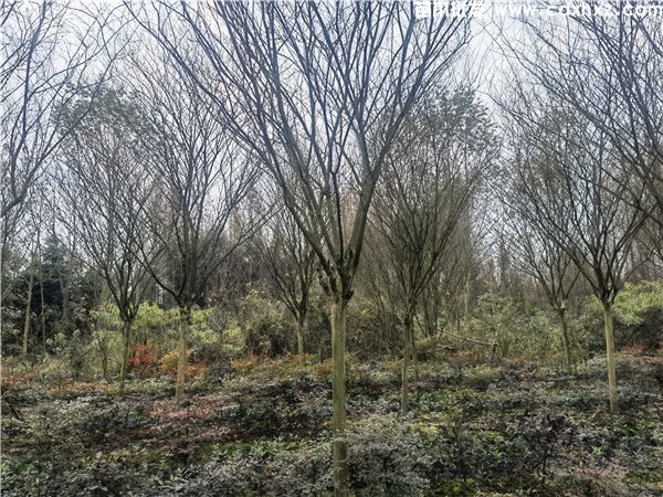 高杆紫薇图片 高杆紫薇图片