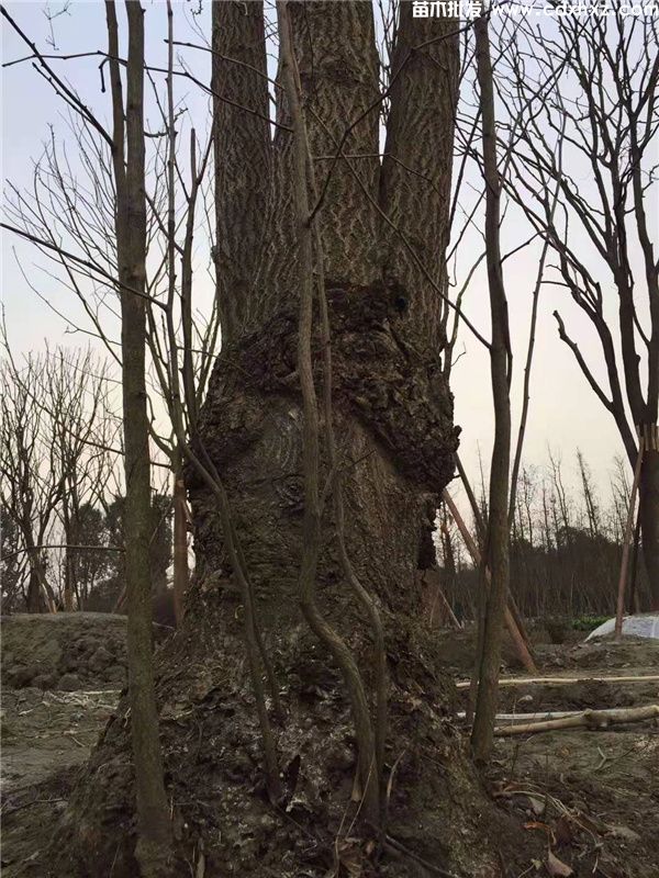 丛生银杏图片 丛生银杏图片