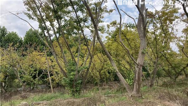 丛生银杏图片 丛生银杏图片