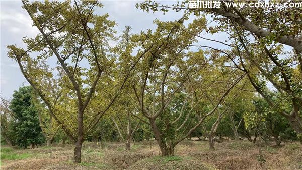 丛生银杏图片 丛生银杏图片
