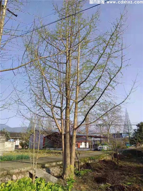 丛生银杏图片 丛生银杏图片