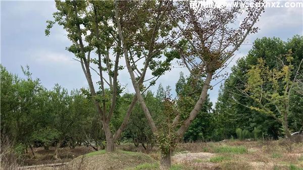 丛生银杏图片 丛生银杏图片