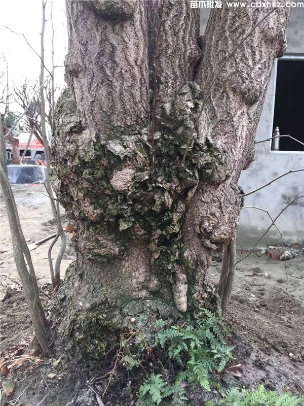 丛生银杏图片 丛生银杏图片