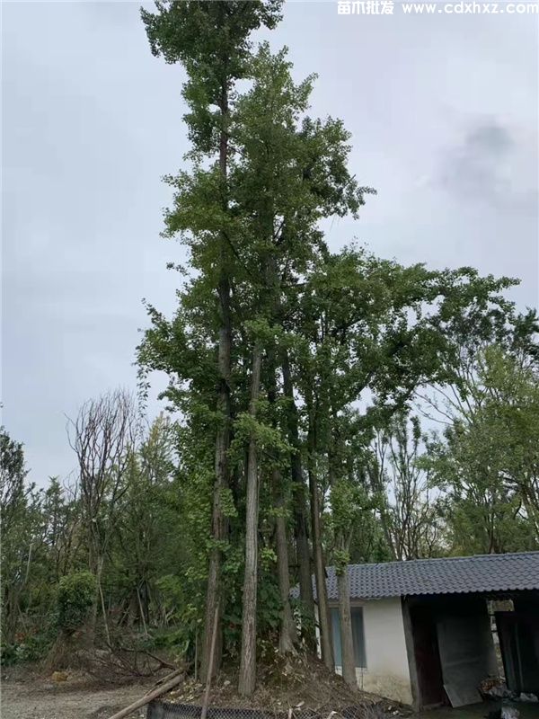 丛生银杏图片 丛生银杏图片