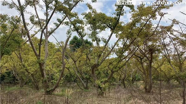 丛生银杏图片 丛生银杏图片