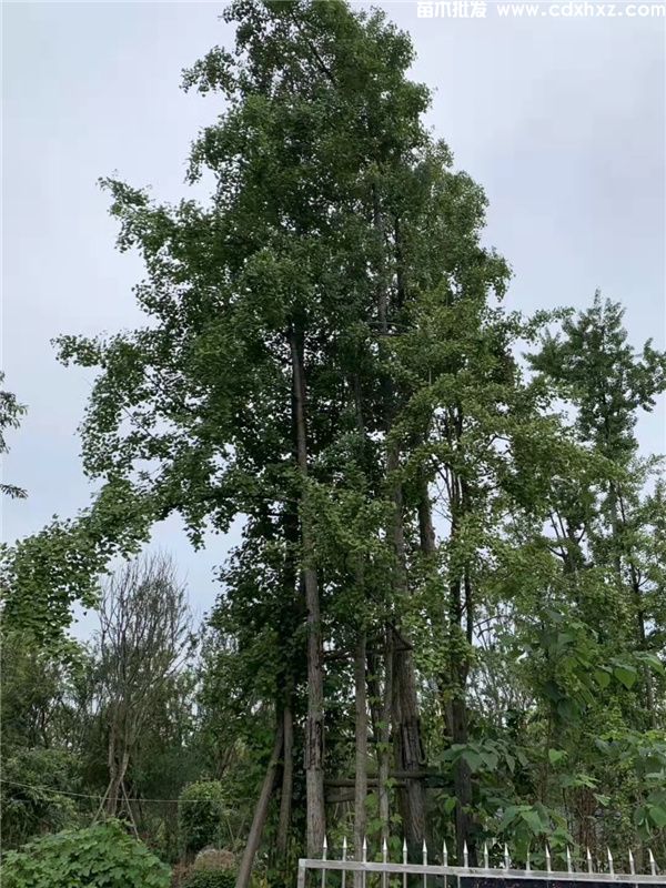 丛生银杏图片 丛生银杏图片