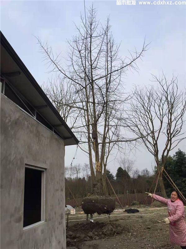 丛生银杏图片 丛生银杏图片