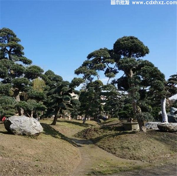 20公分罗汉松图片 20公分罗汉松图片