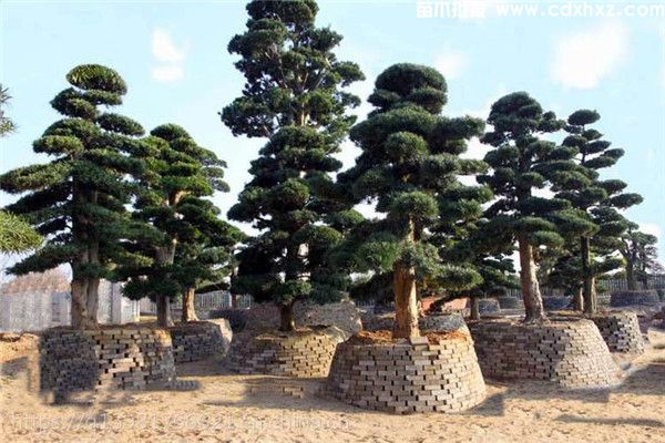 20公分罗汉松图片 20公分罗汉松图片