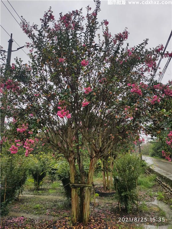 紫薇树图片