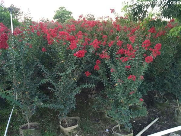 红火箭紫薇图片 红火箭紫薇图片