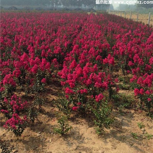 红火箭紫薇图片 红火箭紫薇图片