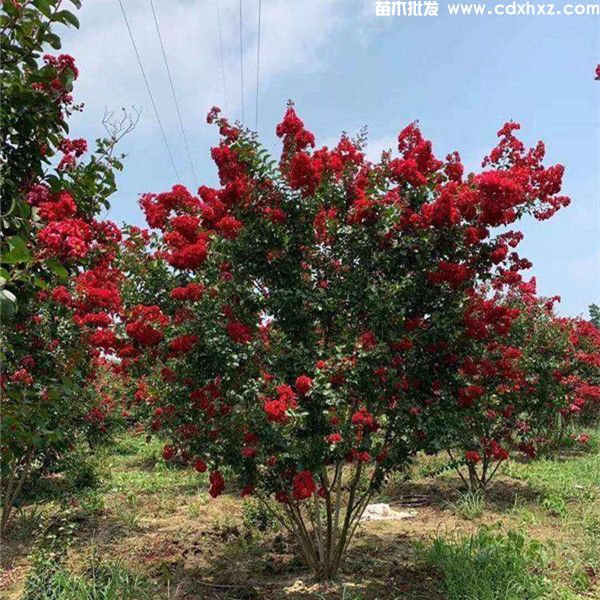 红火箭紫薇图片 红火箭紫薇图片