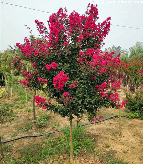 红火箭紫薇图片 红火箭紫薇图片