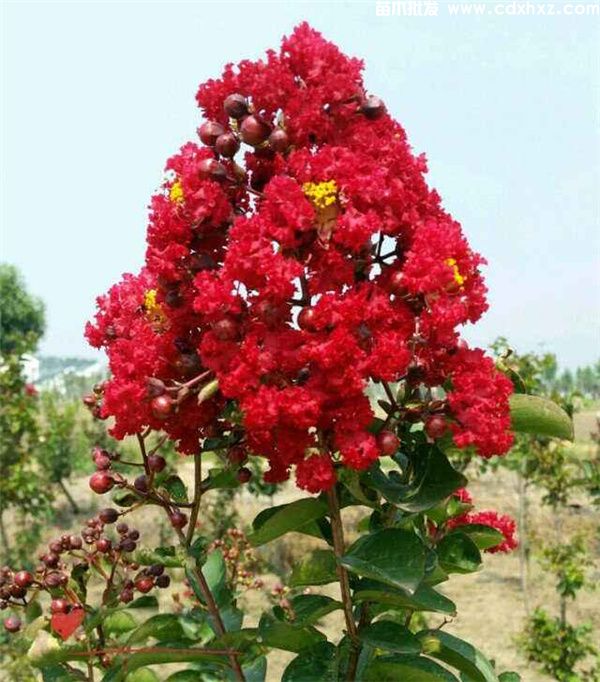 红火箭紫薇图片 红火箭紫薇图片