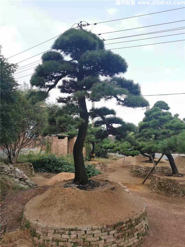 黑松图片 黑松图片