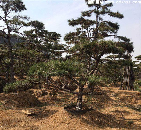 黑松图片 黑松图片